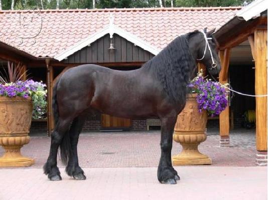 PoulaTo: Μαύρο Friesian άλογο διαθέσιμο